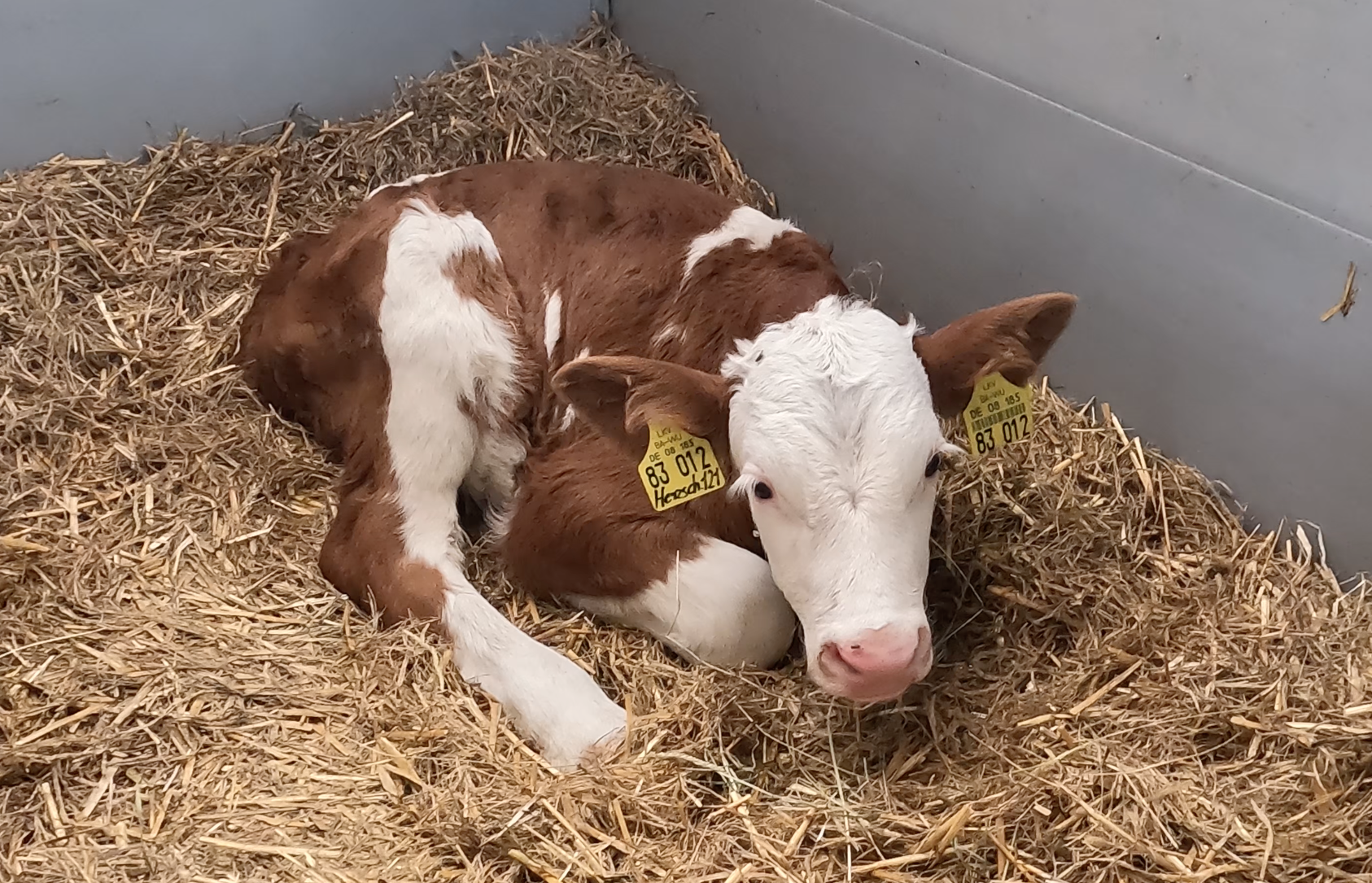 A happy calf relaxing in straw – healthy and thriving thanks to the 40FIT concept.