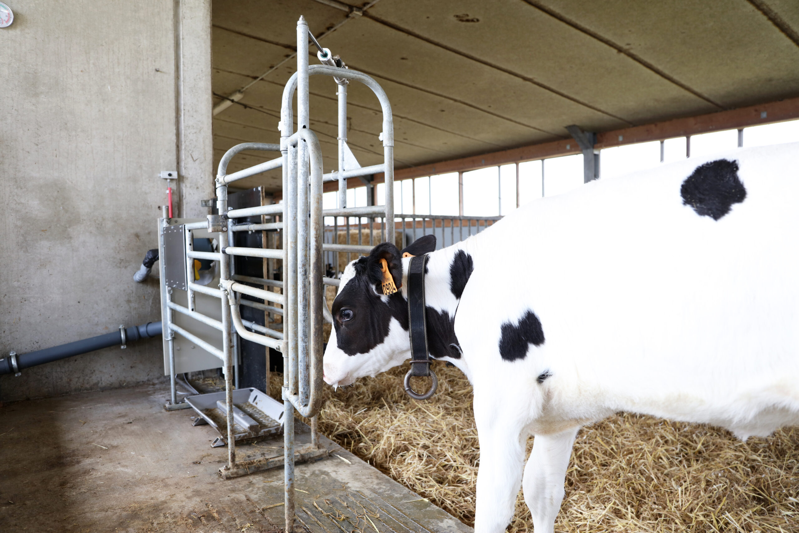 Veau buvant à l'extension du support de boisson CalfProtect, qui réduit les suctions mutuelles, calme l'activité des veaux et protège les veaux plus faibles lors de la prise de boisson.