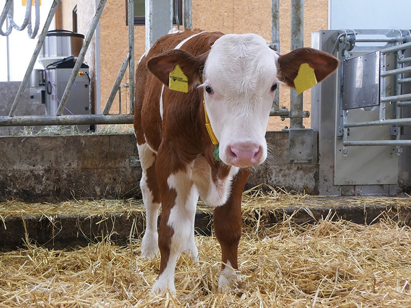 Calf feeder in calf barn