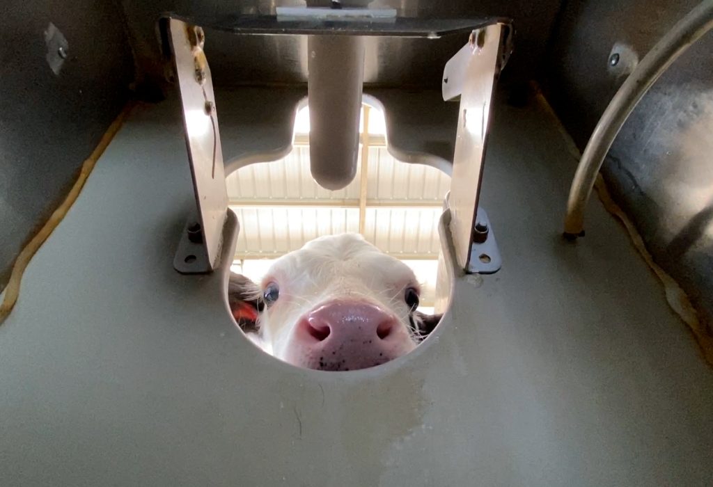 feeding sstall 3