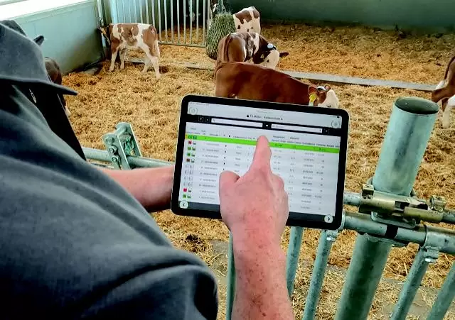 A farmer monitors the data from the front foot scale on a tablet: Accurate weight tracking and calf monitoring for optimal livestock management.