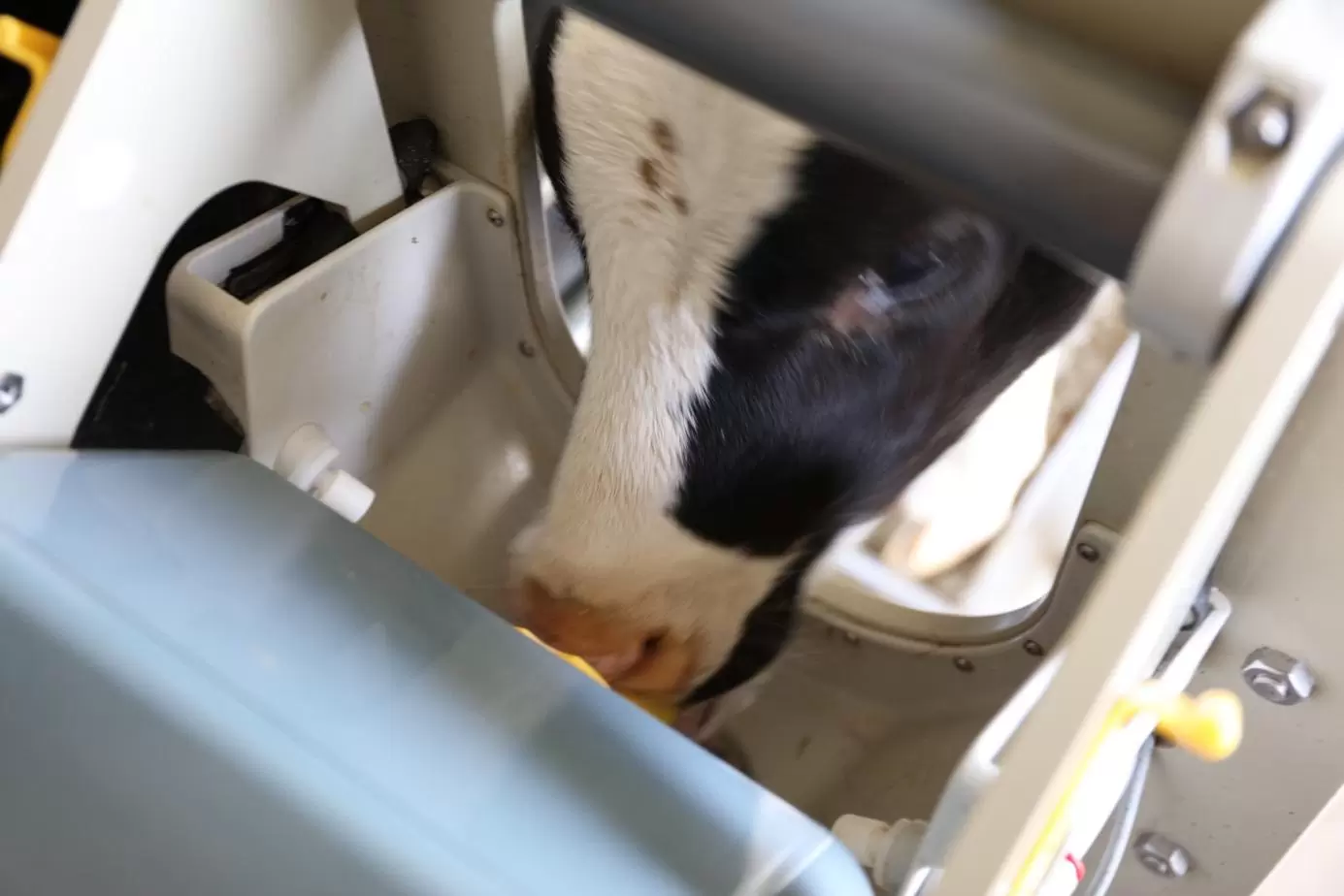 A calf drinks at the HygieneBox, ensuring optimal hygiene. The hose system is automatically cleaned multiple times a day, and the nipple is rinsed with clear water after each calf. The automatic learning function adjusts the drinking amount for each new calf.