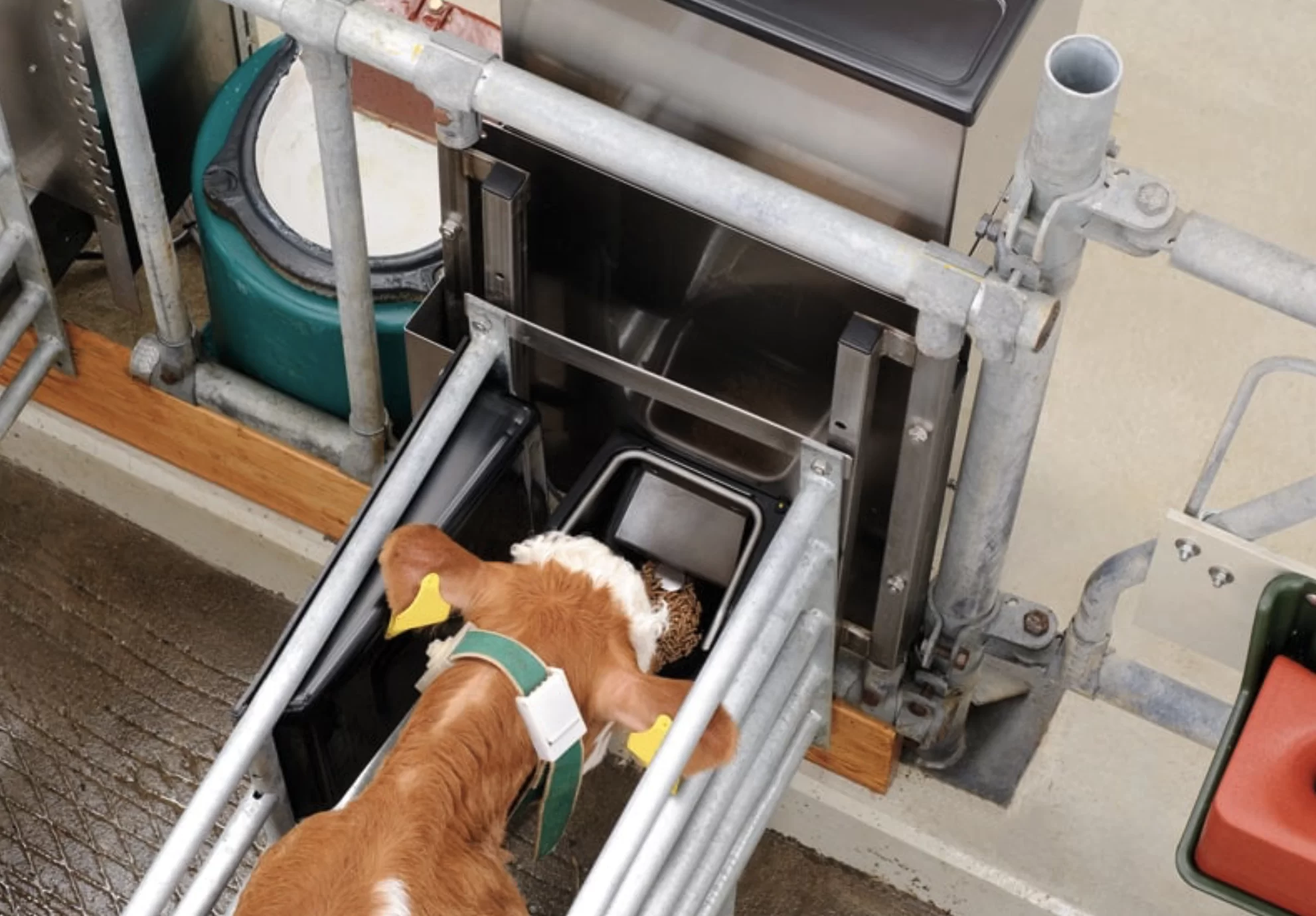 A calf at the concentrate feeder: Individual feeding with demand-based dosing and automatic weaning.